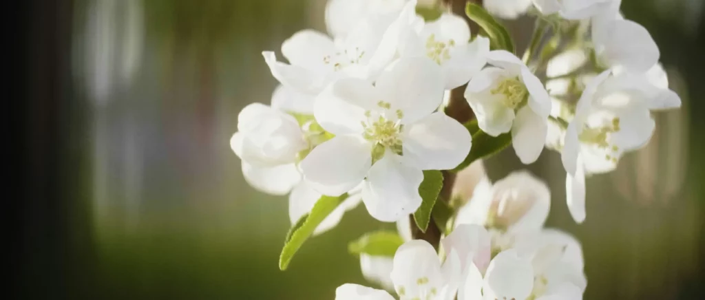 Gros plan sur des fleurs blanches de deuil symbolisant la paix et le souvenir.